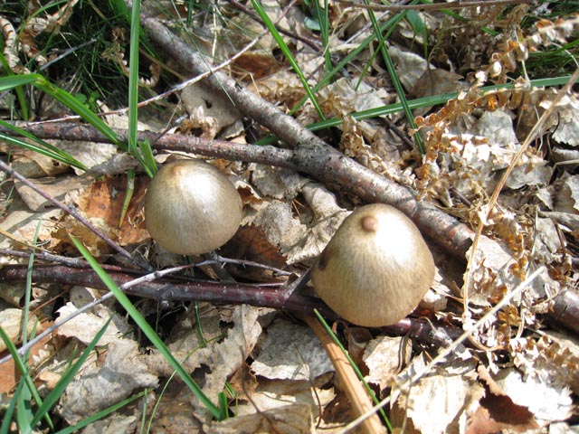 Passeggiata in montagna